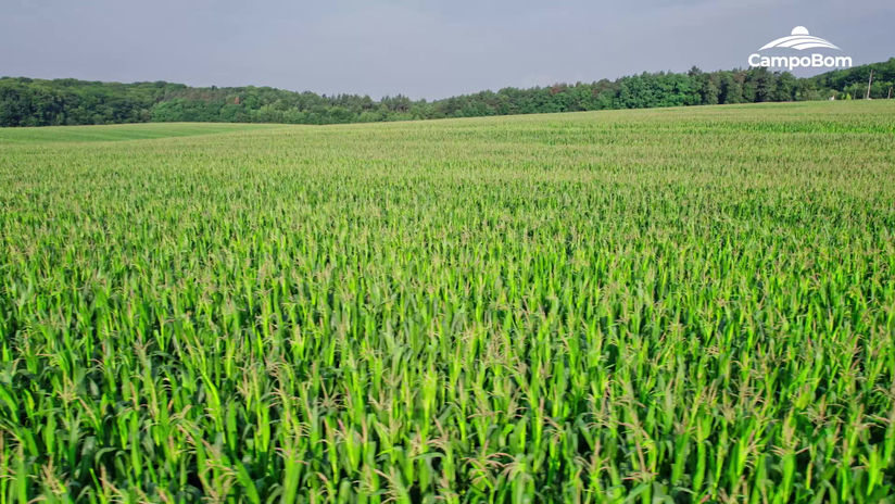 Convite Dia de Campo - Campo Bom